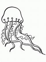 Medusa Colorir Desenhos Marinhos Monsters Jellyfish Fish Stampare Colorati Octopus Coloringhome sketch template