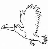 Toucan Toucanet Parakeet Coloringsun Designlooter sketch template