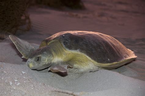 flatback  state   worlds sea turtles swot