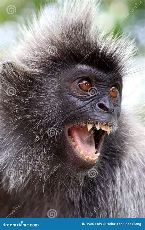 angry monkey royalty  stock images image