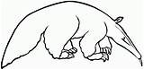 Anteater Oso Hormiguero Colouring Clipart Bestcoloringpagesforkids Anteaters sketch template