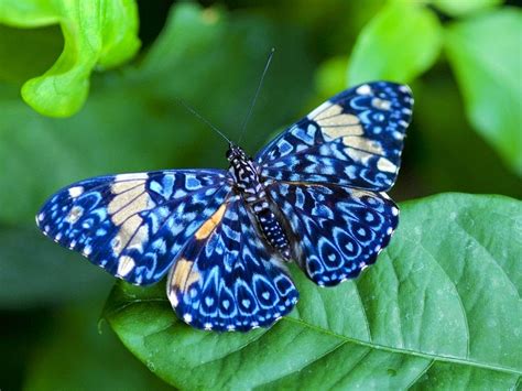 resplandecente borboleta