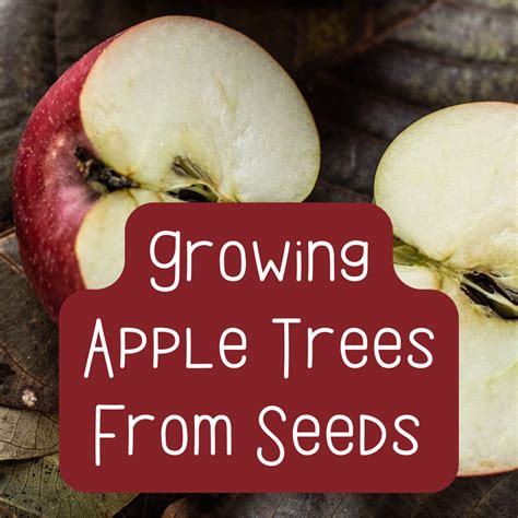 grow apple trees  seeds dengarden