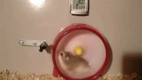 dumpertnl hamster maakt schakelfoutje