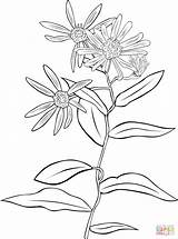 Echinacea Purpurea Coneflower Designlooter Ipad sketch template