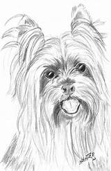 Yorkie Drawing Drawings Yorkshire Terrier Dog Yorkies Pencil Sketch Animal Face Challenge May Cartoon Enter Please Click Dogs Tužkou Info sketch template