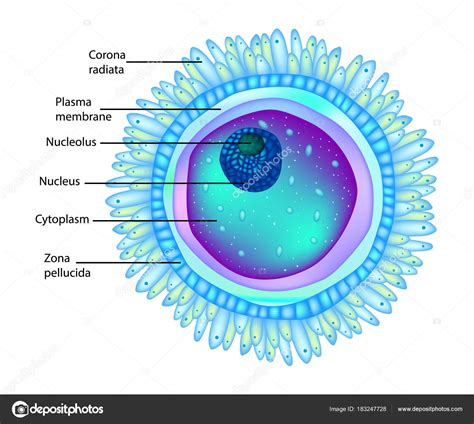 Structure Egg Cell Ovum Plural Ova — Stock Vector