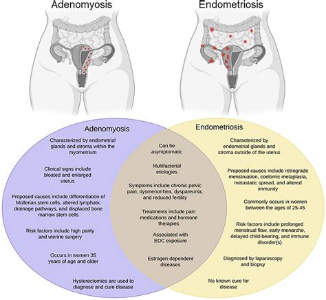 frontiers  potential relationship  environmental endocrine