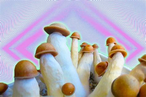 Penis Envy Mushrooms A Potent Shrooms Complex History Doubleblind Mag