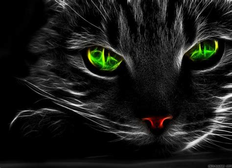17 Best Images About Black Cat On Pinterest Cats Maine Coon Cats And