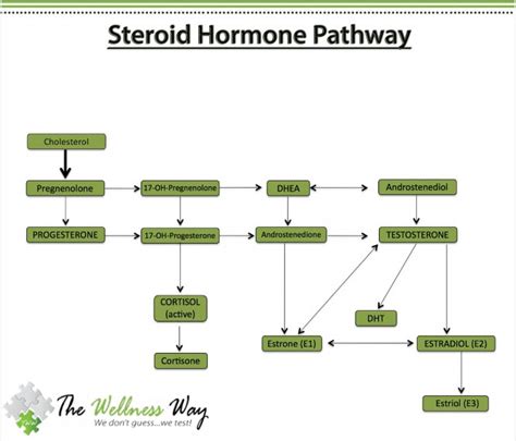 hidden hormone hustler what s stealing hormonal balance the