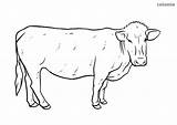 Kuh Coloring Ausmalbild Cattle sketch template
