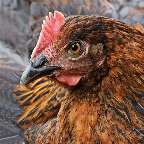 french black copper marans new for 2019 at mcmurray hatchery