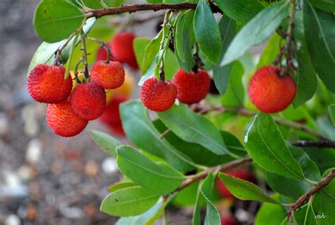 fruit   strawberry tree called