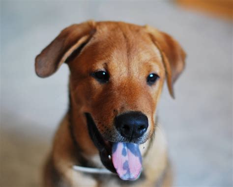 dog   purple tongue