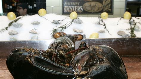 age  lobster  regain  freedom abc news
