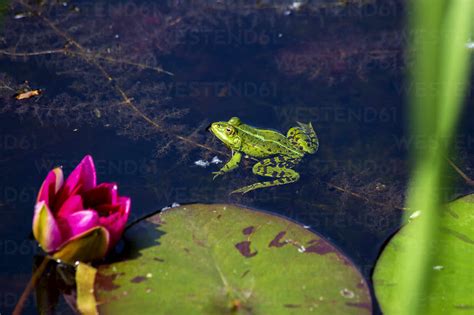 green frog sitting  pond  water lily stock photo