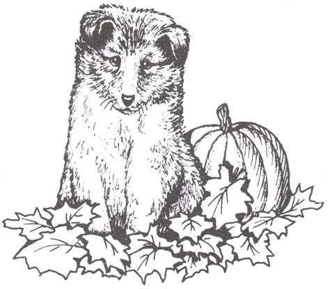 coloring coloring pages dog sheltie face coloring pages