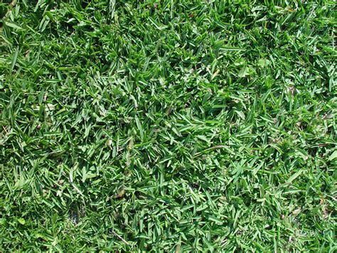 The 6 Best Types Of Grass To Plant In Your Cincinnati Lawn