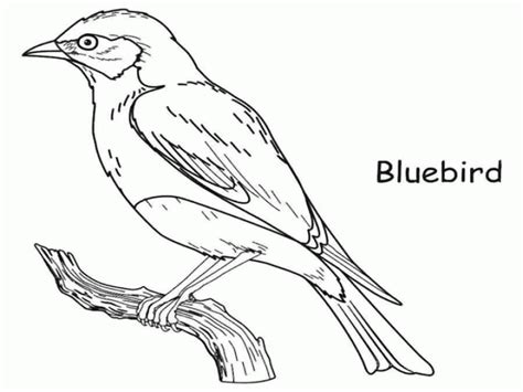 blue bird coloring pages coloring home