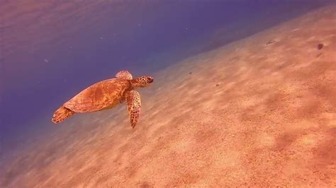 Makua Beach Saw Two Turtles Youtube