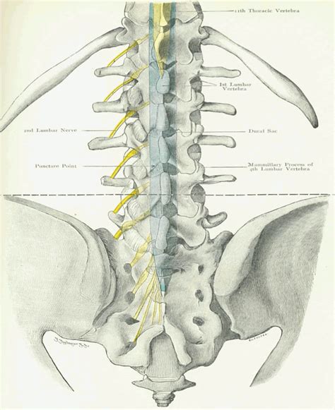 section  chapter  anatomy   lumbar nerves wheeless textbook  orthopaedics