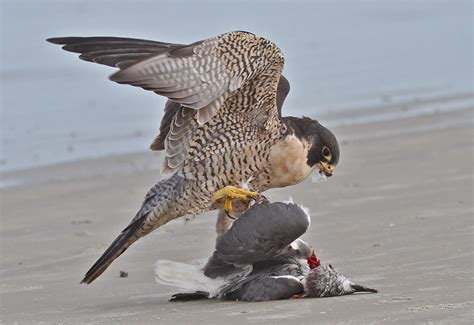 feeding habits american peregrine falcon