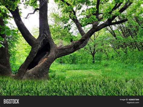 hollow large tree image photo  trial bigstock
