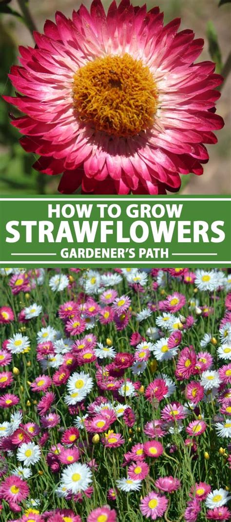 grow  care  strawflowers gardeners path