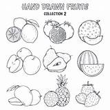 Vector Coloring Fruit Ai Edit Ago Years sketch template
