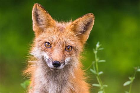 pretty red fox vixen tilting her head at my camera clicks white wing rd