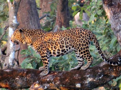 engrams random rambling leopard withs  kill nagarhole