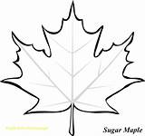 Leaf Maple Coloring Leaves Outline Drawing Sugar Pages Printable Clipart Fall Canadian Template Templates Color Tree Kids Colouring Japanese Simple sketch template