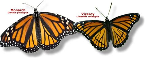 54 Cool Viceroy Butterfly And Monarch Butterfly Mimicry