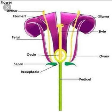 explain   parts   flower      labelled diagram brainlyin