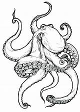 Octopus Drawing Kraken Tattoo Realistic Outline Dessin Drawings Tattoos Leather Poulpe Pieuvre Tentacles Beautiful Baby Sketch Designs Sketches Coloring Draw sketch template