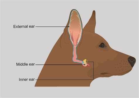 vestibular syndrome  dogs
