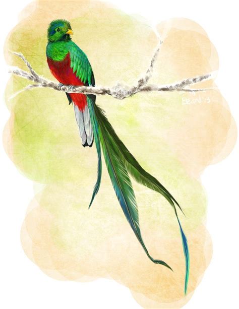 quetzal tattoo bird art beautiful birds