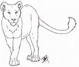 Lioness Tattoos sketch template