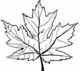 Maple Leaf Coloring Drawing Sugar Leaves Pages Canadian Getdrawings 600px 45kb Getcolorings Clipartmag Printable sketch template