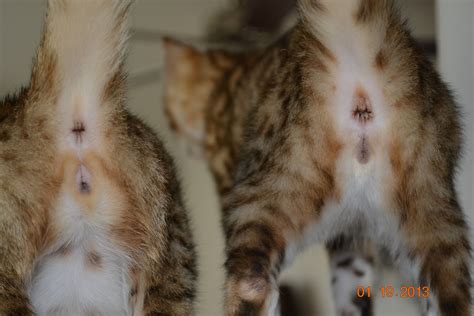 Confessions Of A New Cat Breeder Why Sexing Kittens Is Hard