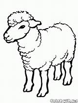 Coloring Sheep Goats Template sketch template