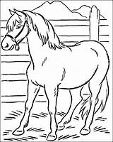 Horse Shire Coloring Pages Getcolorings sketch template