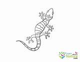 Gecko Coloring Template sketch template