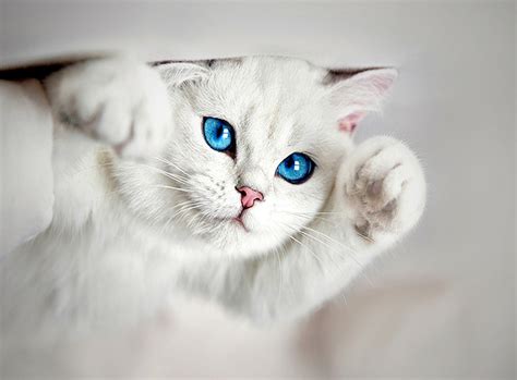 aksesoris  gambar wallpaper kucing lucu  modern  nyaman