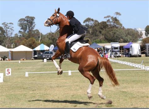 rearing horse horseproblems australia