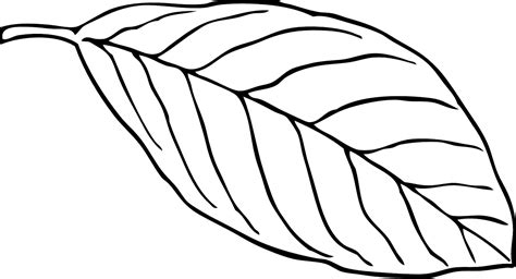 printable leaf coloring pages  kids  pics   draw