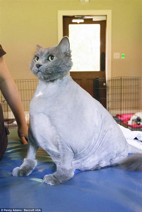 huge feline king leo bids to shed some of its 30lb bulk by using a water treadmill daily mail