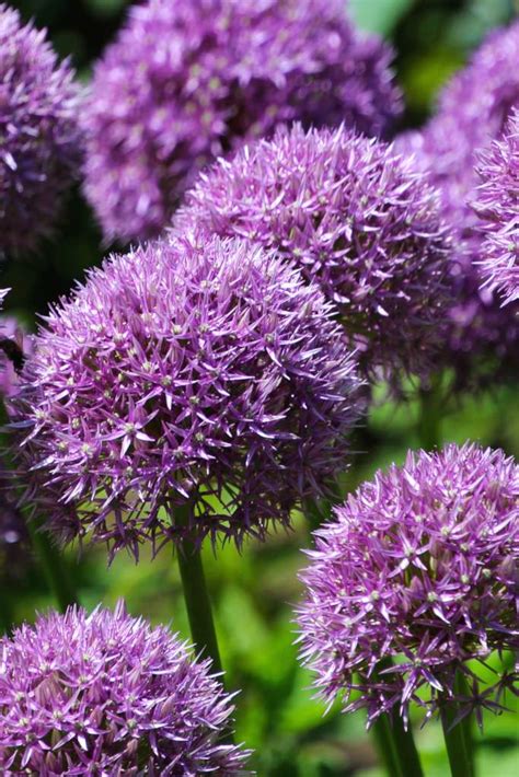 allium planting  advice    care   beautiful purple bloom