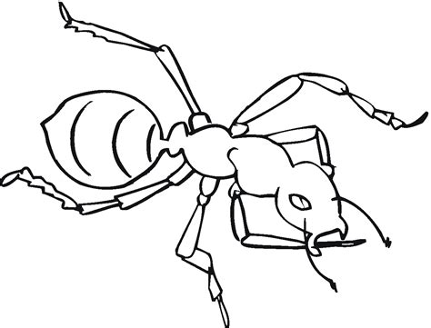 printable ant coloring pages  kids